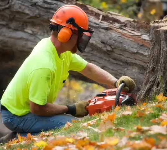 tree services Hoyt Lakes